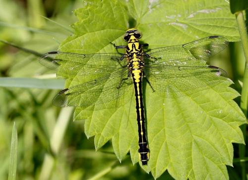 Réf. 203 671 : Gomphus vulgatissimus